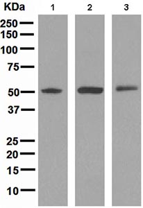 Western blot - Anti-TRAF4 antibody [EPR1729] - BSA and Azide free (AB247736), expandable thumbnail