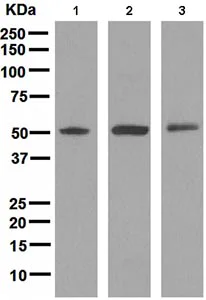 Western blot - Anti-TRAF4 antibody [EPR1729] - BSA and Azide free (AB247736)