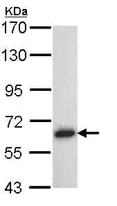 Western blot - Anti-TRAF5 antibody (AB137763)