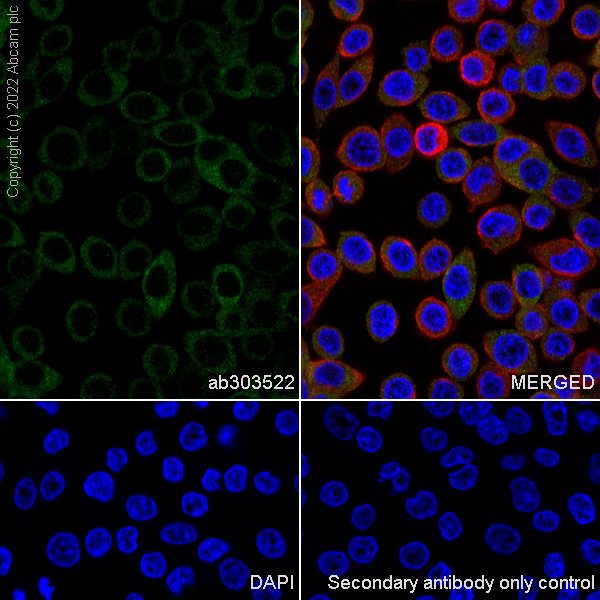Immunocytochemistry/ Immunofluorescence - Anti-TRAF5 antibody [EPR26205-1] (AB303522)