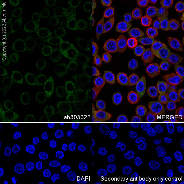 Immunocytochemistry/ Immunofluorescence - Anti-TRAF5 antibody [EPR26205-1] - BSA and Azide free (AB303523)