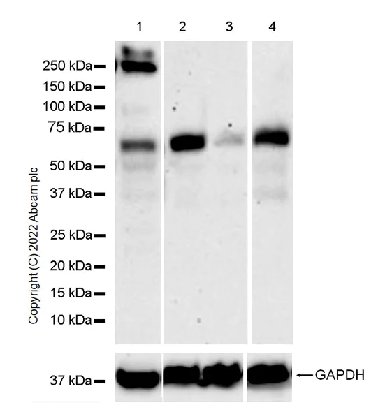 Western blot - Anti-TRAF5 antibody [EPR26205-1] - BSA and Azide free (AB303523)