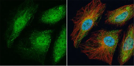 Immunocytochemistry/ Immunofluorescence - Anti-TRAF6 antibody (AB137452)
