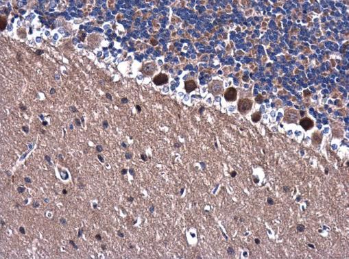 Immunohistochemistry (Formalin/PFA-fixed paraffin-embedded sections) - Anti-TRAF6 antibody (ab137452), expandable thumbnail