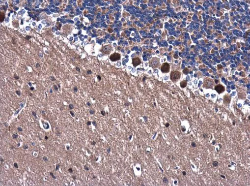 Immunohistochemistry (Formalin/PFA-fixed paraffin-embedded sections) - Anti-TRAF6 antibody (AB137452)