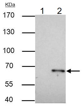 Immunoprecipitation - Anti-TRAF6 antibody (AB137452), expandable thumbnail