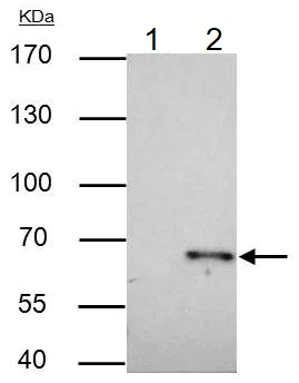 Immunoprecipitation - Anti-TRAF6 antibody (AB137452)