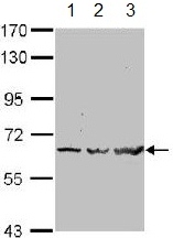 Western blot - Anti-TRAF6 antibody (ab137452), expandable thumbnail