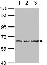Western blot - Anti-TRAF6 antibody (AB137452)