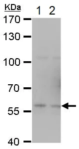 Western blot - Anti-TRAF6 antibody (AB137452)