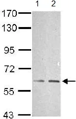 Western blot - Anti-TRAF6 antibody (AB137452)