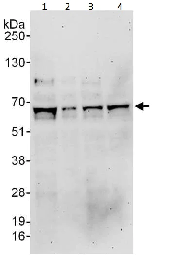 Western blot - Anti-TRAF6 antibody (AB245319)