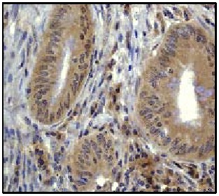 Immunohistochemistry (Formalin/PFA-fixed paraffin-embedded sections) - Anti-TRAF6 antibody [EP591Y] - BSA and Azide free (AB218575)