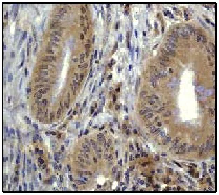 Immunohistochemistry (Formalin/PFA-fixed paraffin-embedded sections) - Anti-TRAF6 antibody [EP591Y] - BSA and Azide free (AB218575)