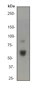 Western blot - Anti-TRAF6 antibody [EP592Y] (AB40675)