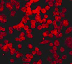 Immunocytochemistry/ Immunofluorescence - Anti-TRAF6 antibody [EP592Y] - BSA and Azide free (AB227560)