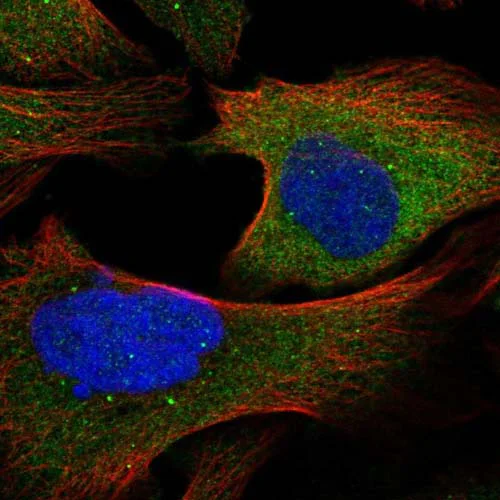 Immunocytochemistry/ Immunofluorescence - Anti-TRAF6BP/TAX1BP1 antibody (AB121812)