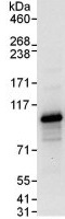 Immunoprecipitation - Anti-TRAF6BP/TAX1BP1 antibody (AB137891)