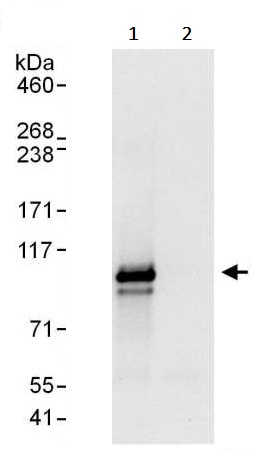 Immunoprecipitation - Anti-TRAF6BP/TAX1BP1 antibody (AB245636), expandable thumbnail