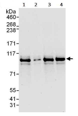 Western blot - Anti-TRAF6BP/TAX1BP1 antibody (AB245636), expandable thumbnail