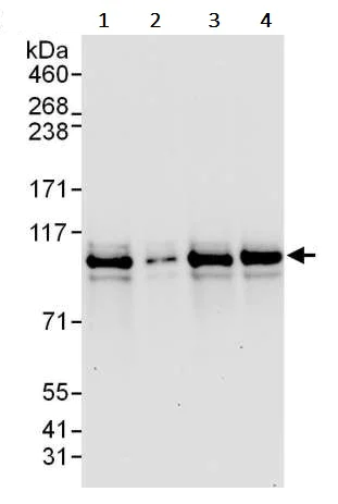 Western blot - Anti-TRAF6BP/TAX1BP1 antibody (AB245636)