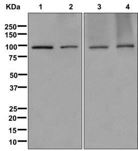Western blot - Anti-TRAF6BP/TAX1BP1 antibody [EPR13287(B)] - C-terminal (AB176572)