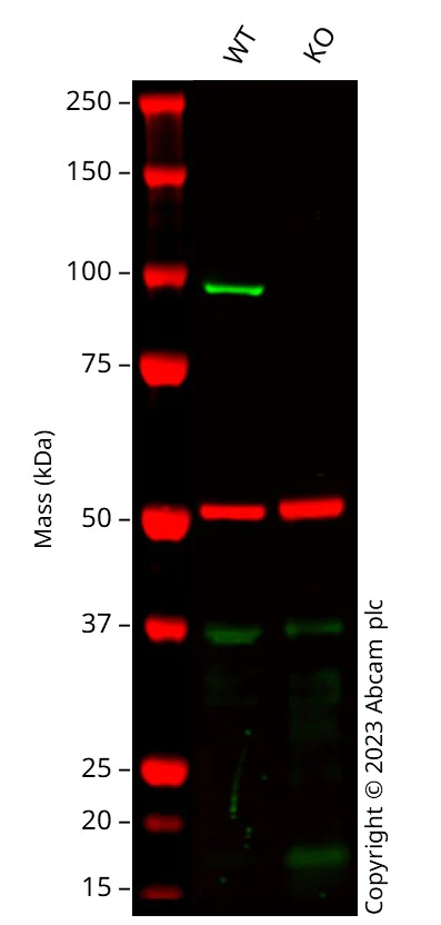 Western blot - Anti-TRAF6BP/TAX1BP1 antibody [EPR13287(B)] - C-terminal (AB176572)