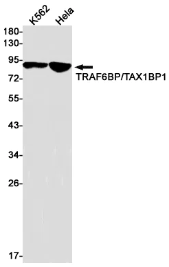 Western blot - Anti-TRAF6BP/TAX1BP1 Antibody [S07-6F6] (AB317405)