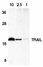 Western blot - Anti-TRAIL antibody (AB2056), expandable thumbnail