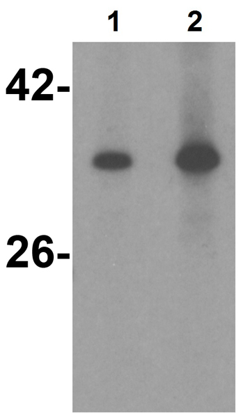 Western blot - Anti-TRAIL antibody (AB2056), expandable thumbnail
