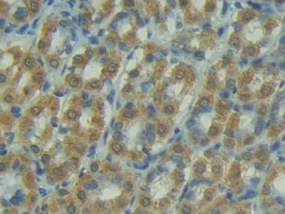 Immunohistochemistry (Formalin/PFA-fixed paraffin-embedded sections) - Anti-TRAIL antibody (AB231063)