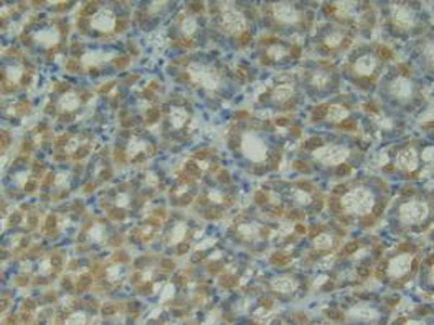 Immunohistochemistry (Formalin/PFA-fixed paraffin-embedded sections) - Anti-TRAIL antibody (AB231063)