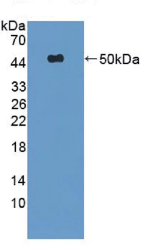 Western blot - Anti-TRAIL antibody (AB231063)