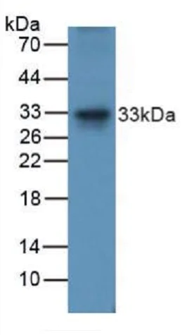 Western blot - Anti-TRAIL antibody (AB231063)