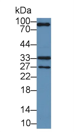 Western blot - Anti-TRAIL antibody (AB231265)