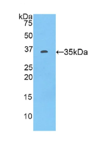 Western blot - Anti-TRAIL antibody (AB231265)