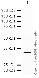 Western blot - Anti-TRAIL antibody (AB42121)