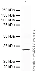 Western blot - Anti-TRAIL antibody (AB42121)