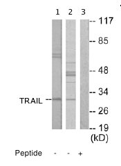 Western blot - Anti-TRAIL antibody (AB65121)
