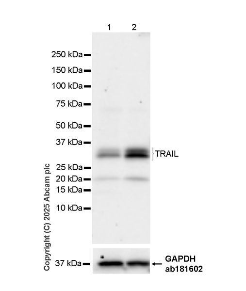 Western blot - Anti-TRAIL antibody [EPR28587-33] - BSA and Azide free (ab323703), expandable thumbnail