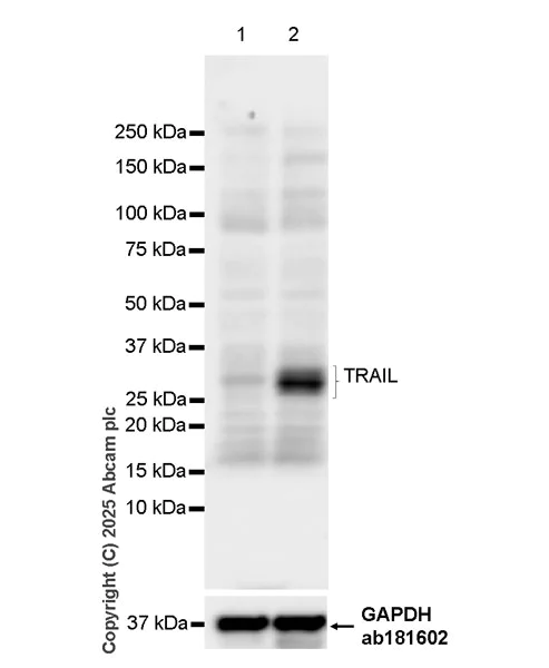 Western blot - Anti-TRAIL antibody [EPR28587-33] - BSA and Azide free (AB323703)