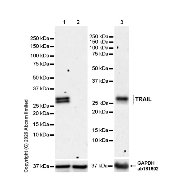 Western blot - Anti-TRAIL antibody [EPR31427-760] (AB327838)