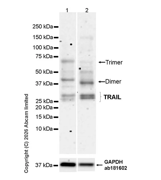 Western blot - Anti-TRAIL antibody [EPR31427-760] (AB327838)