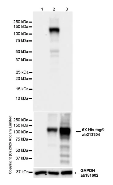 Western blot - Anti-TRAK1 antibody [EPR30574-567] (AB327353)