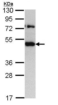 Western blot - Anti-TRAM1/TRAM antibody (AB96106), expandable thumbnail