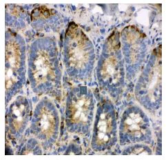 Immunohistochemistry (Frozen sections) - Anti-TRAM1/TRAM antibody - C-terminal (AB190982)