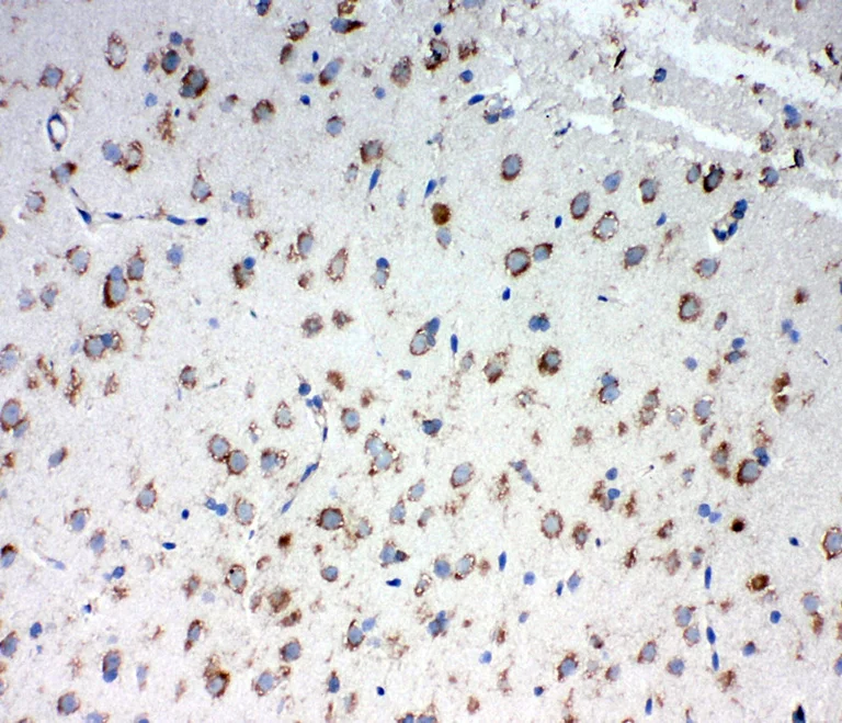 Immunohistochemistry (Frozen sections) - Anti-TRAM1/TRAM antibody - C-terminal (AB190982)