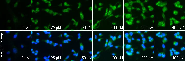 Functional Studies - Tranilast, Anti-inflammatory agent (AB120643)