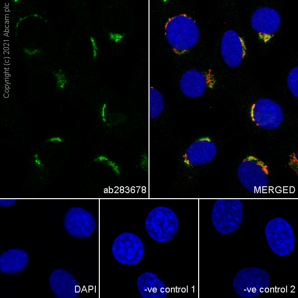 Immunocytochemistry/ Immunofluorescence - Anti-Trans-Golgi network integral membrane protein 1 antibody [EPR24831-36] (ab283678), expandable thumbnail