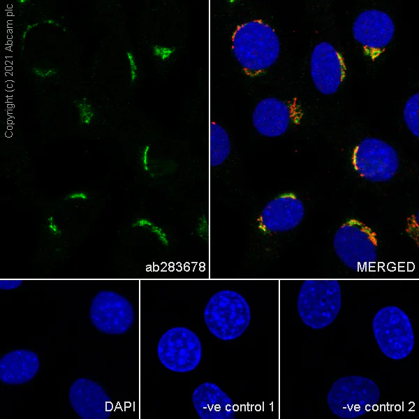 Immunocytochemistry/ Immunofluorescence - Anti-Trans-Golgi network integral membrane protein 1 antibody [EPR24831-36] (AB283678)